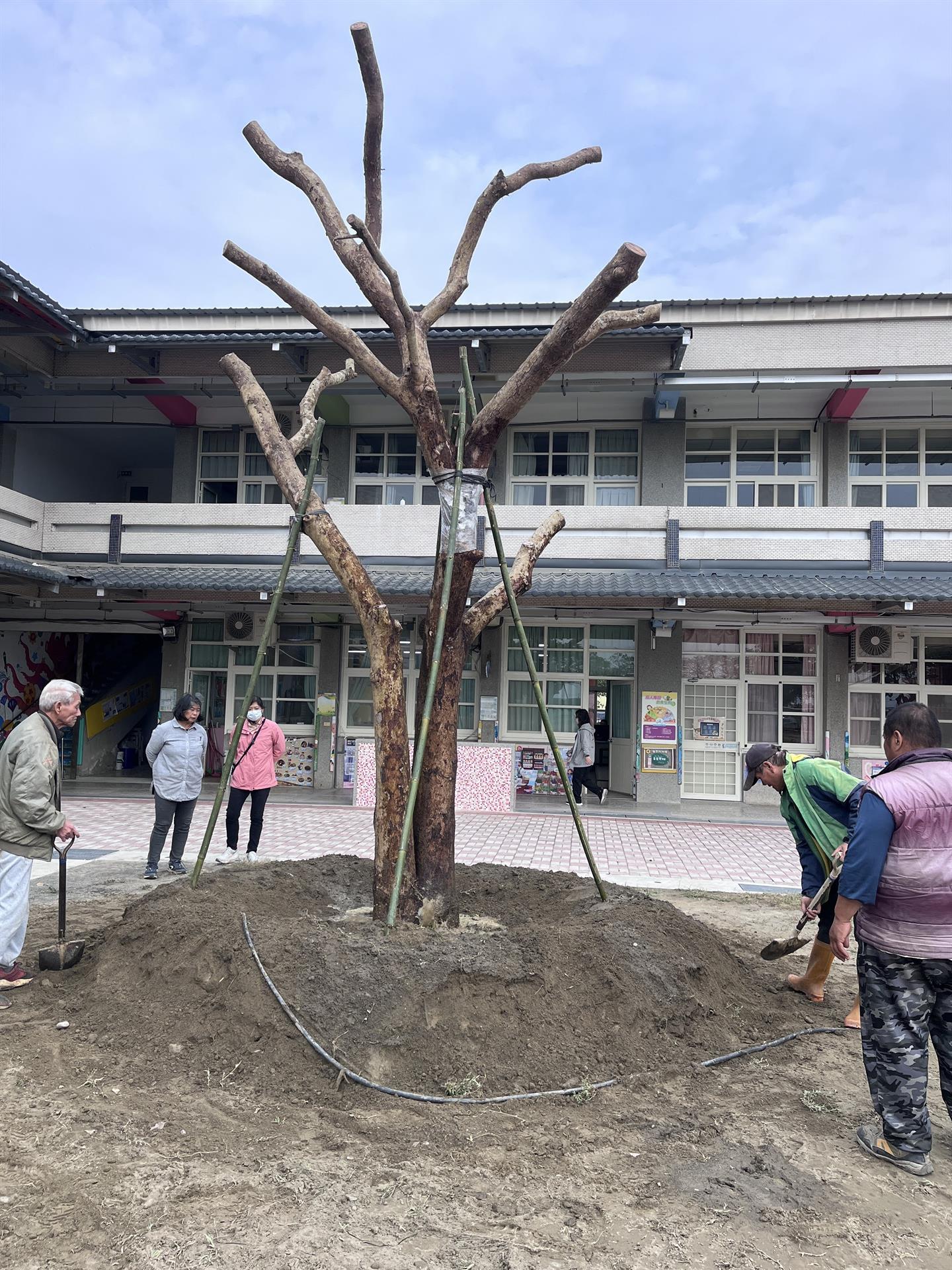 「老樹安家．綠蔭餘光」十呆基金會 x 雲林後埔國小